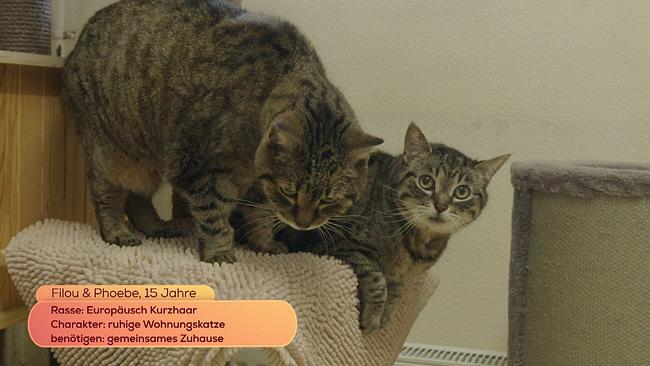 Zwei 15 Jahre alten Kurzhaar-Katzen: Filou und Phoebe