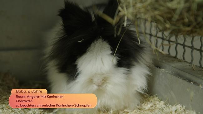 Kaninchen Bubu, schwarz und weiss, 2 Jahre
