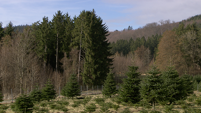 Mischwald mit kleinen Nadelbäumen im Vordergrund 