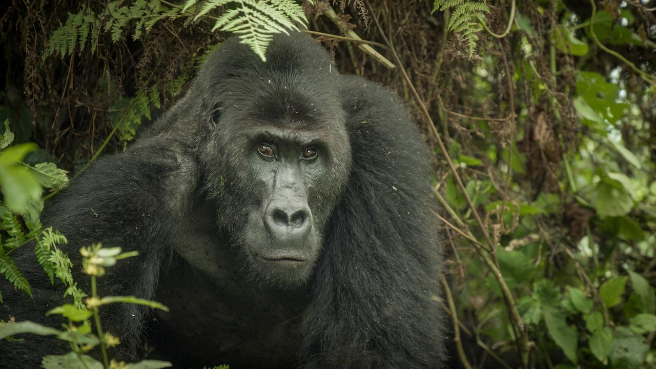Ein Gorilla blickt direkt in die Kamera. Farne und grünes Blattwerk im Hintergrund.