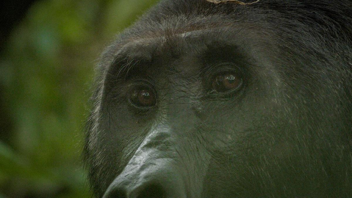 Detail der Augenpartie eines Gorillas.