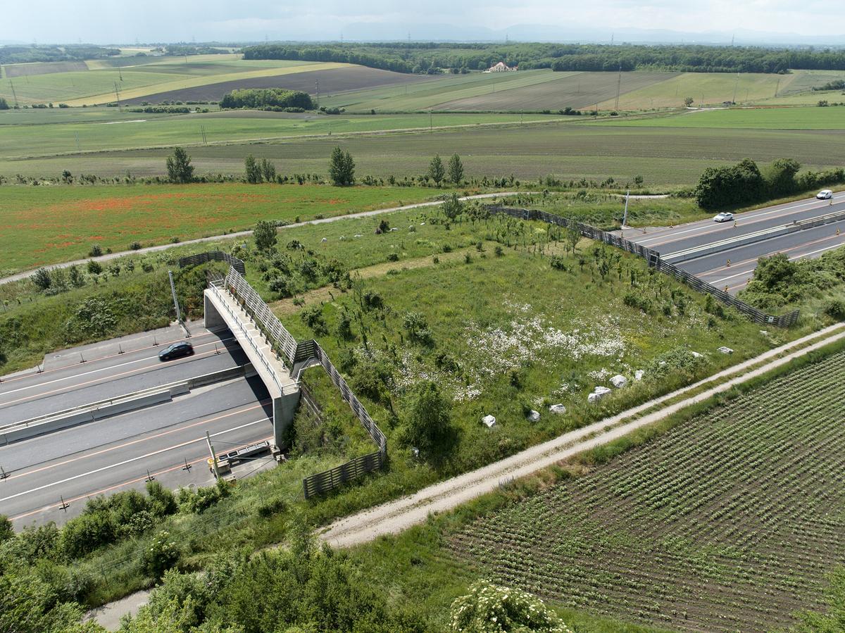 Eine Grünbrücke überspannt eine Autobahn. Sie ist mit Gras und kleinen Büschen bewachsen. Am Rand der Autobahn liegen Felder.
