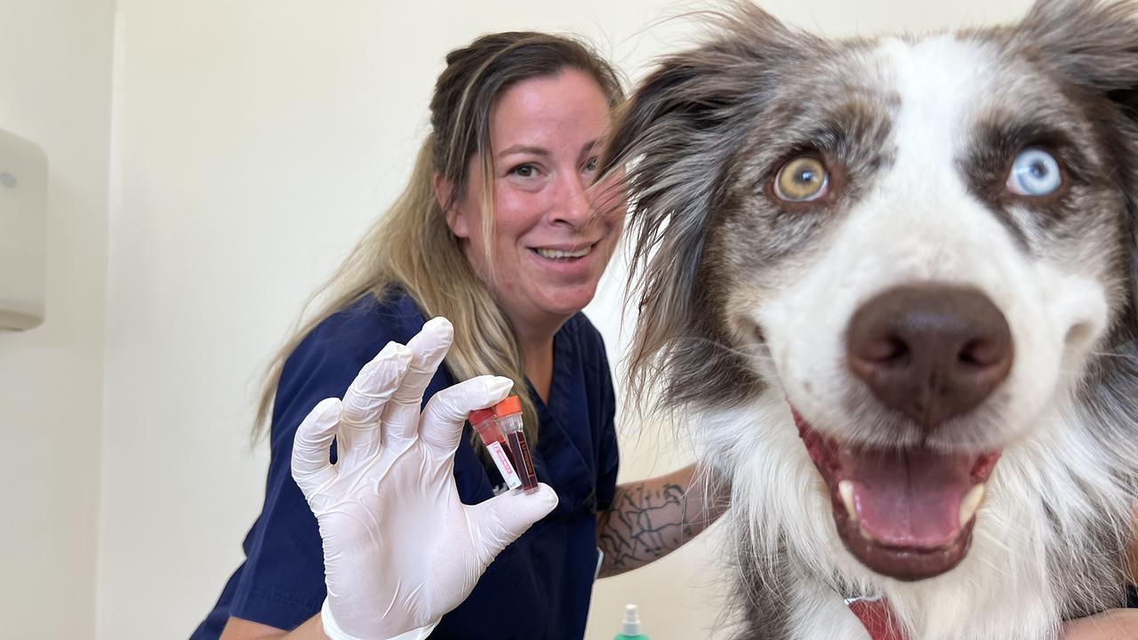 Doris Kamper mit Hund Monti beim Blutspenden