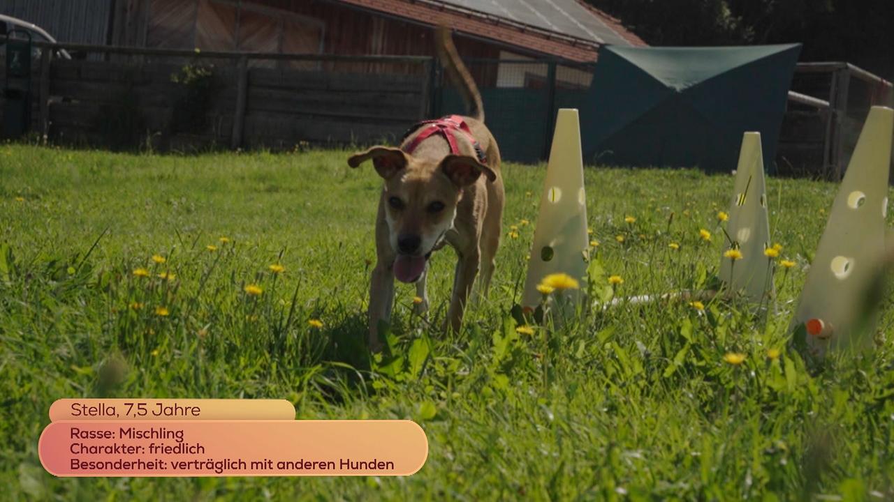 Vergabe-Tiere auf Gut Aiderbichl