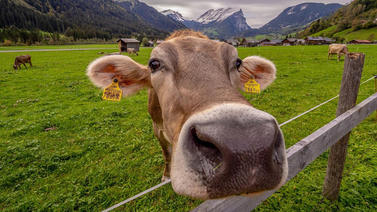 Eine Bregenzerwald Kuh