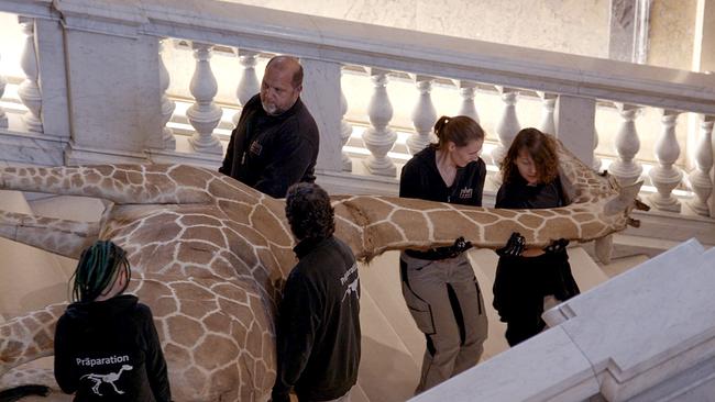 Eine 120-jährige Giraffe wird im Naturhistorischen Museum zur Restaurierung gebracht