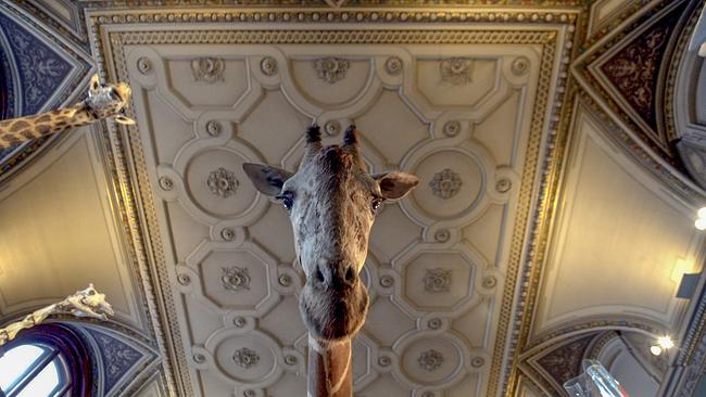 Präparatoren-Kunst im Naturhistorische Museum - eine 120-jährige Giraffe