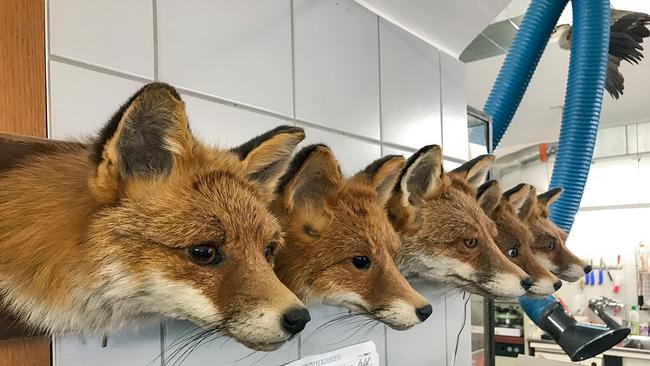 Ein Augenratespiel in der Taxidermie - Welcher Fuchs hat die artspezifischen Augen - Naturhistorische Museum