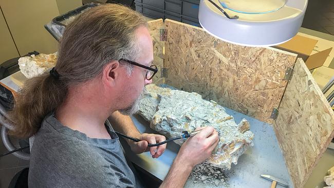 Ein Mitarbeiter beim Freilegen eines Dinosaurierskelettes im Naturhistorische Museum