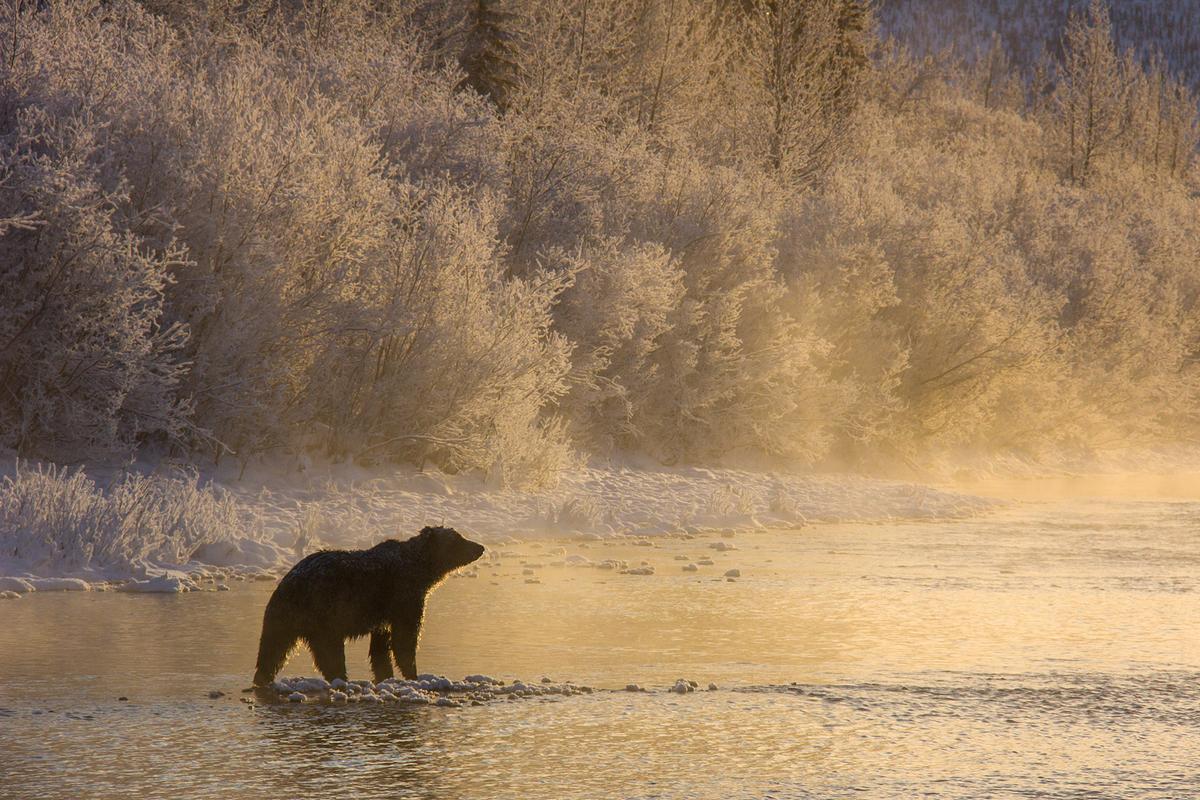 Ein Bär steht im goldenen Gegenlicht in einem flachen Flussbett, Bäume und Sträucher am Ufer sind mit Rauhreif überzogen.
