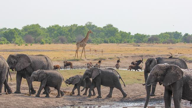 Im Vordergrund eine seichte Wasserstelle und eine Elefantenherde, weiter hinten sind Antilopen und eine Giraffe im Bild. Am Horizont wachsen grüne Bäume und Sträucher.