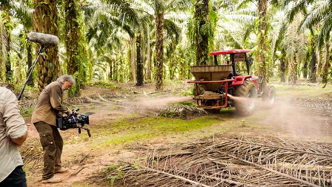Indonesien: Palmöl-Plantage - Chemieeinsatz