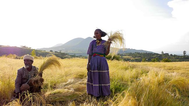 Äthiopien: Kleinbauern bei der Ernte