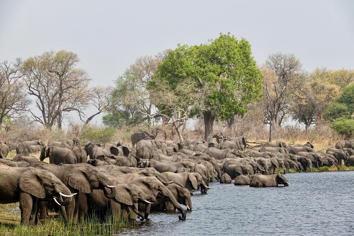 Eine Gruppe von rund 50 Elefanten an einer Wasserstelle. Manche trinken, einige stehen bis zum Bauch im Wasser. Bäume befinden sich im Hintergrund.