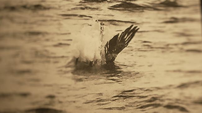 Vogel stürzt ins Wasser