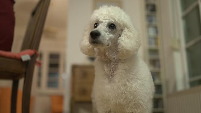 © ORF Am Foto ist ein Hund zu sehen