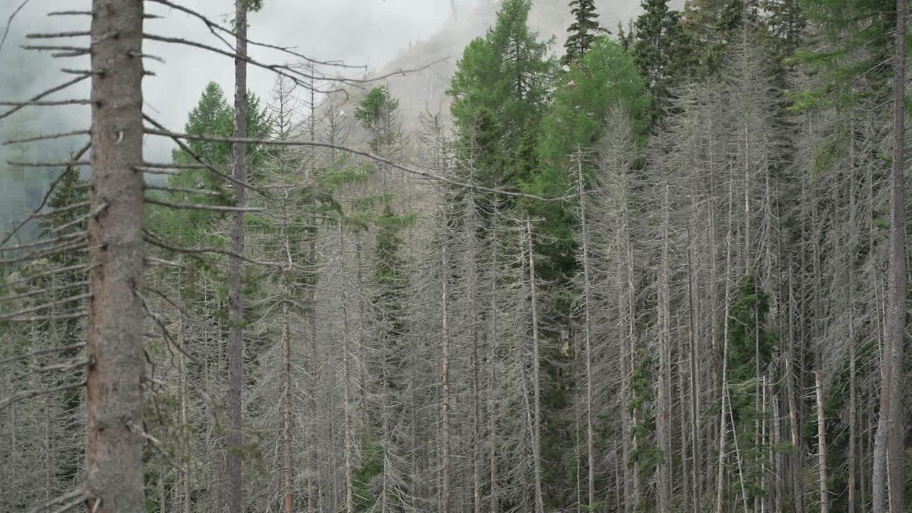Das Foto zeigt den Wald und die sichtbaren Schäden vom Borkenkäfer