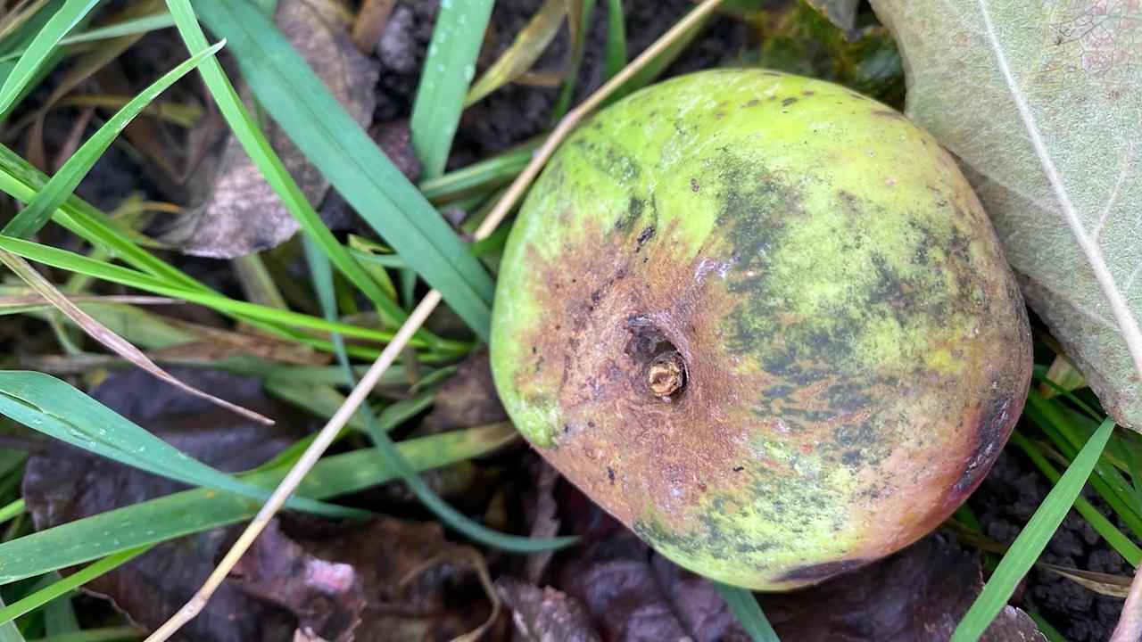 Ein Apfel mit schwarzen Schmutzablagerungen ist zu sehen