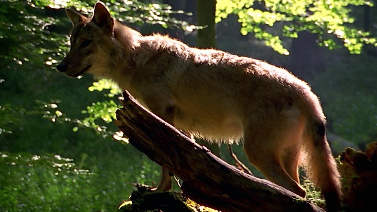 Das Foto ist ein Wolf zu sehen