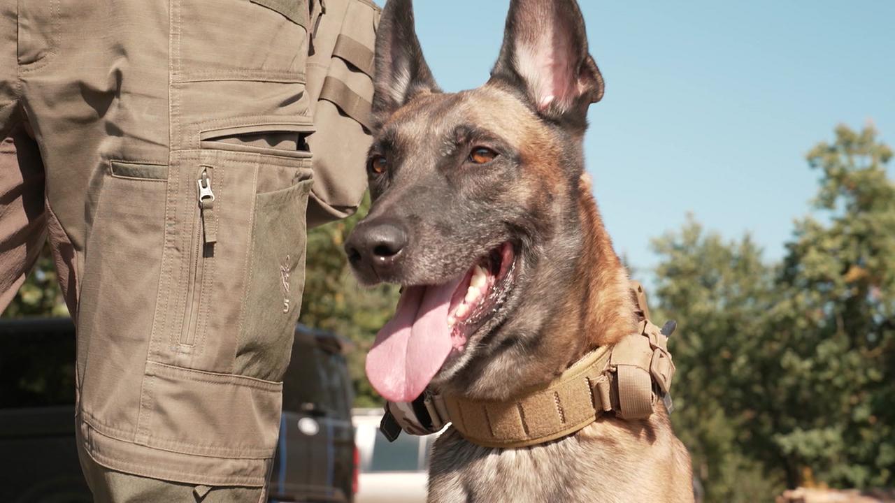 © ORF / Peter Giczy Der bereits ausgebildete Hund des Beschwerdeführers ist zu sehen
