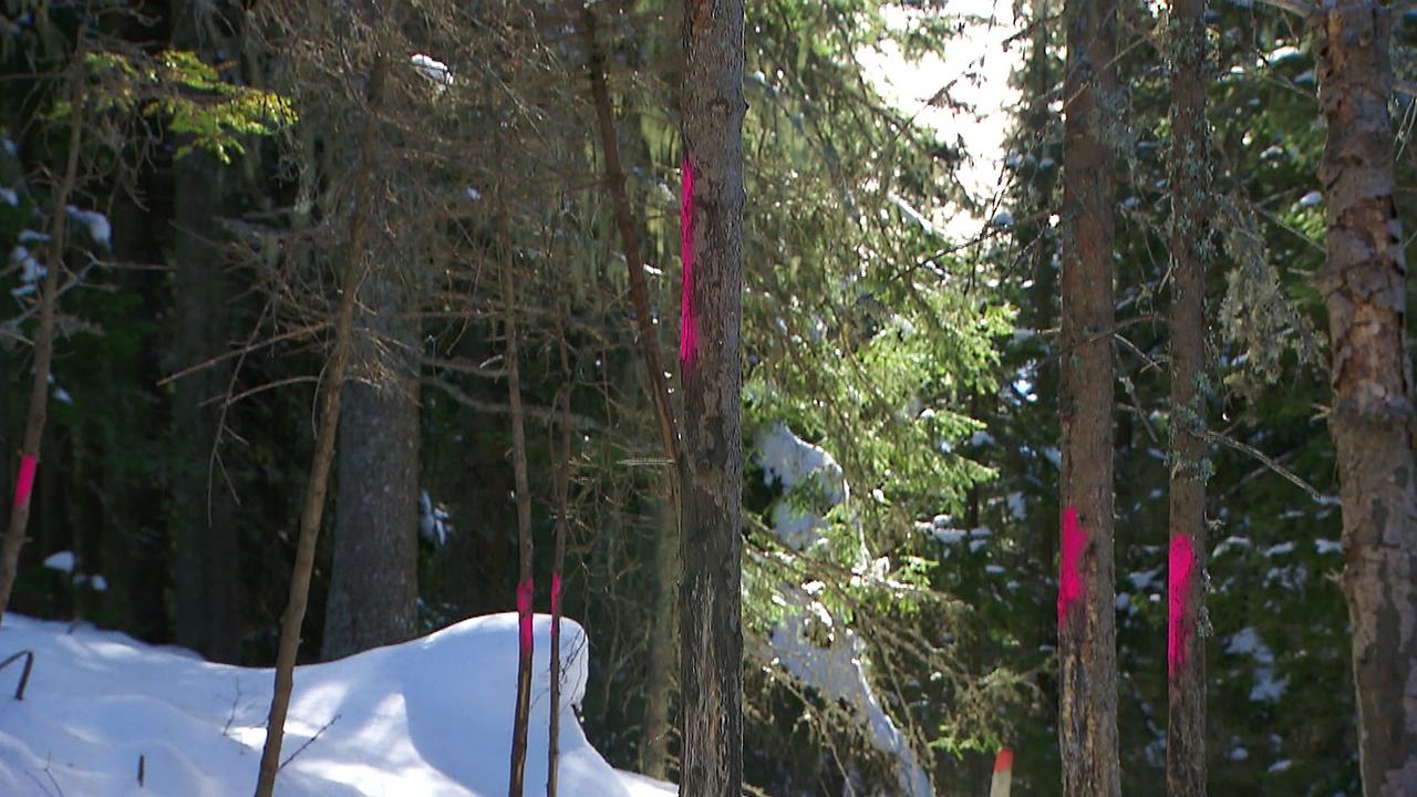 © ORF / Valentin Certov Die vom Wild beschädigtne Bäume sind zu sehen - diese werden mit Farbe markiert.