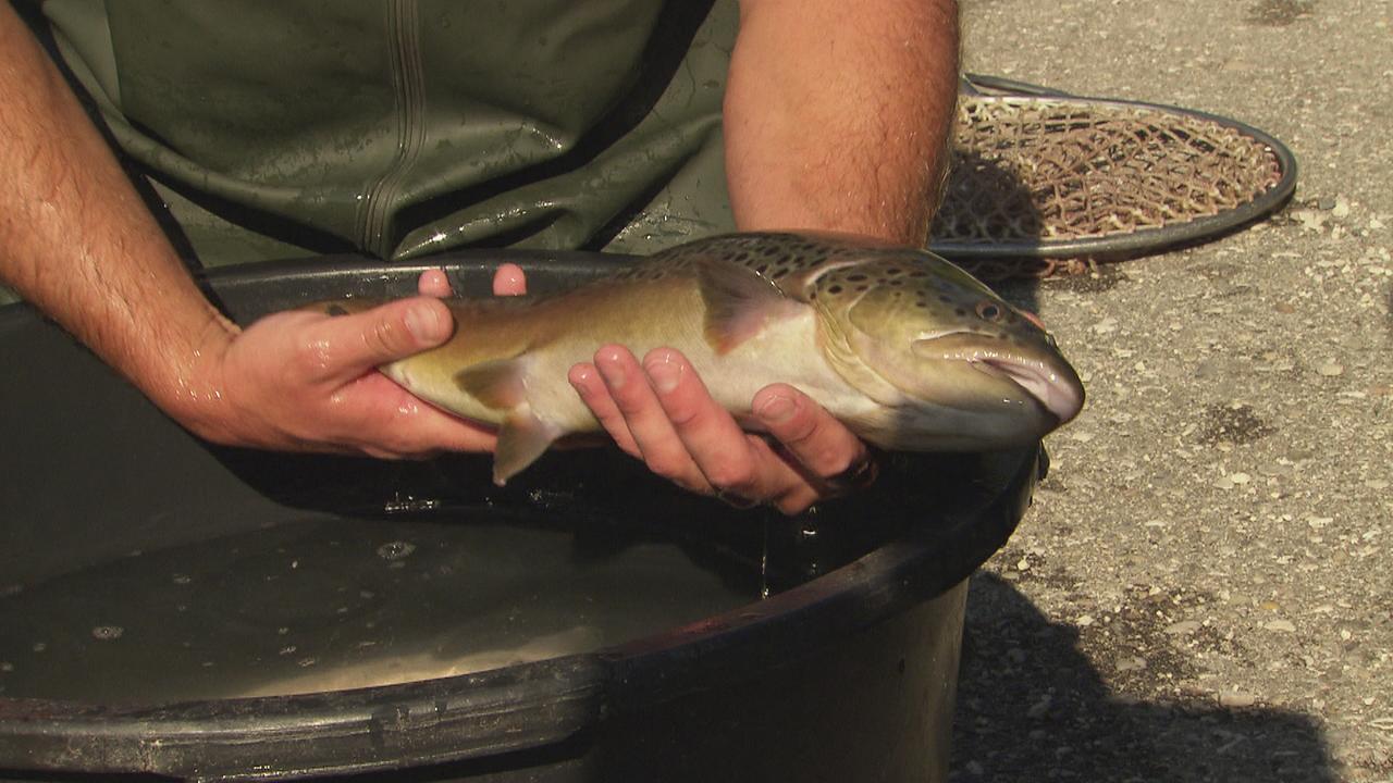 Seeforelle . Die Seeforelle ist kein Massenfisch, sondern eine Delikatesse. Vier Jahre braucht sie bis zum zwei Kilo schweren Prachtexemplar.