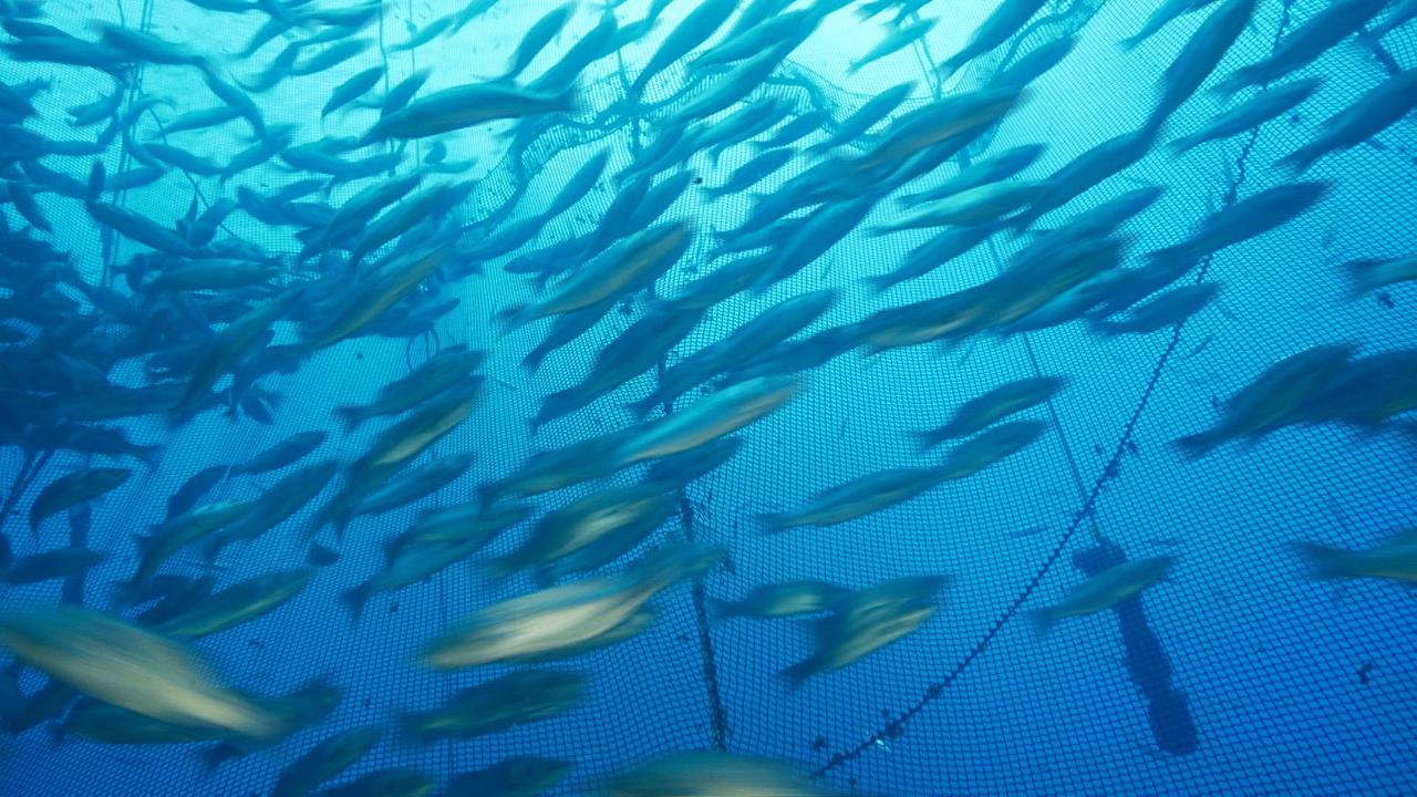Die Menge an Zuchtfisch, zum Beispiel aus der Meereszucht, übersteigt inzwischen die Menge wild gefangenen Fischs.
