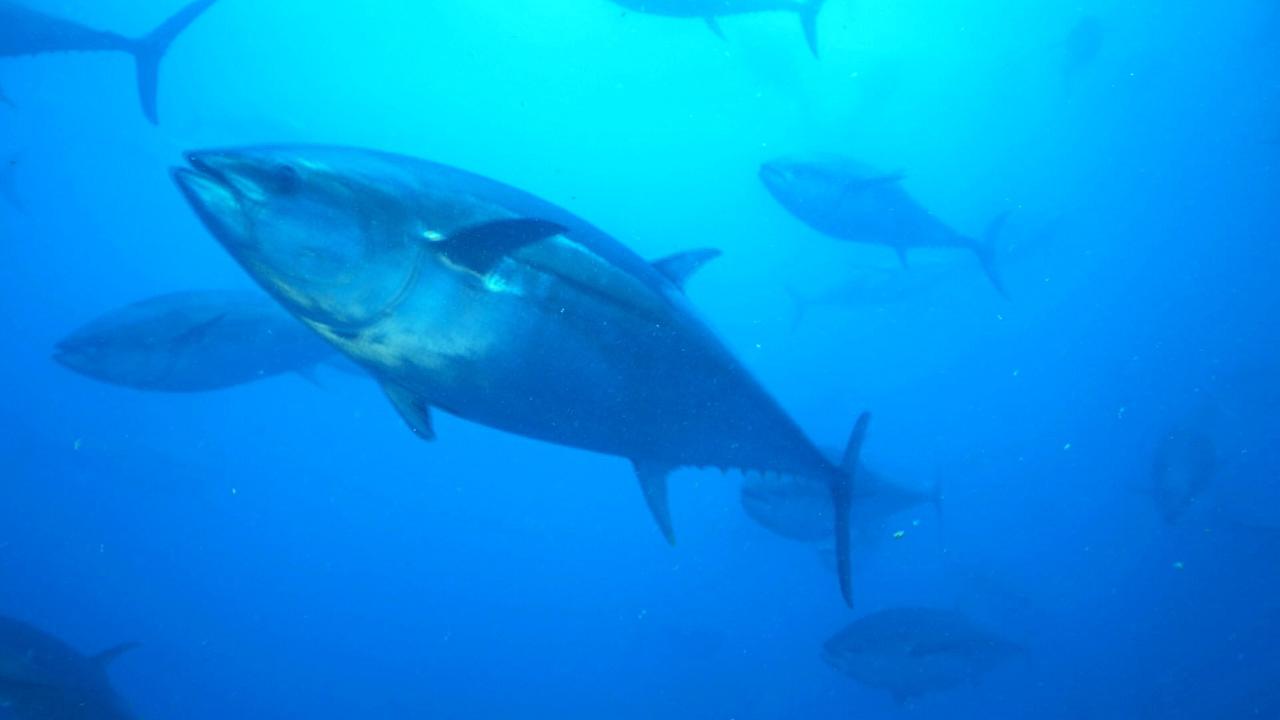 Der Rote Thunfisch ist begehrt, aber selbst im Meer sehr schwierig zu züchten.