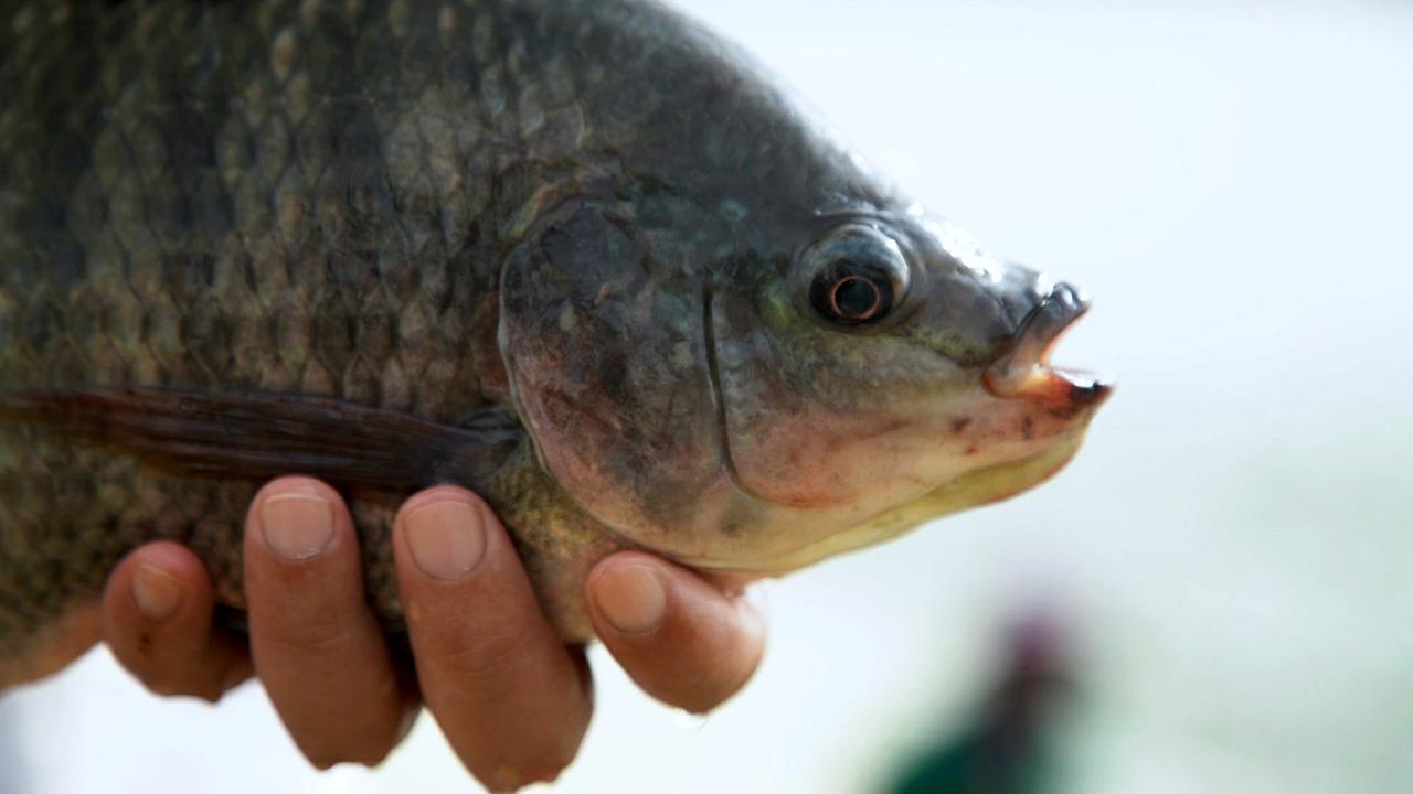 Tilapia ist eine in Europa noch wenig bekannte Fischart. In China wird er in großem Stil gezüchtet - und konsumiert.