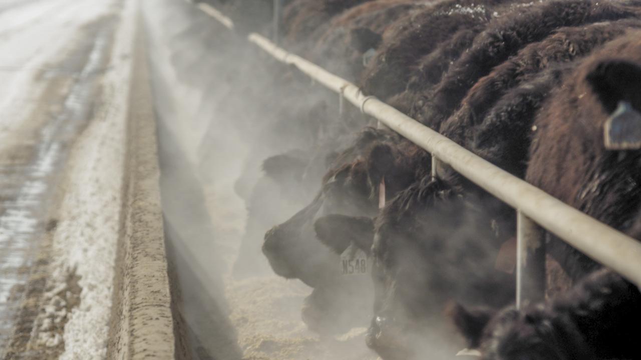 Rinderfütterung auf einer Rinderfarm in Colorado, USA.