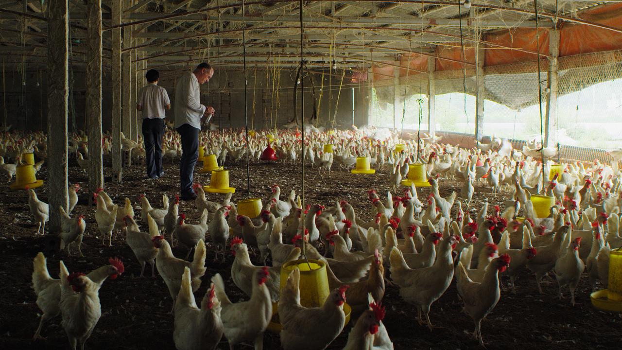 Der Mikrobiologe Timothy Walsh nimmt auf einer Hühnerfarm in Vietnam Proben von Hühnerkot.