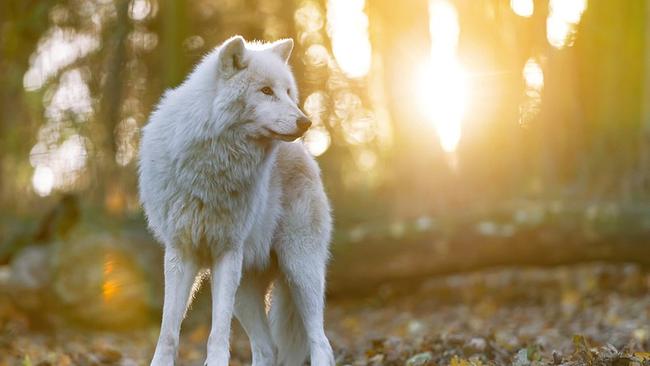 © Daniel Zupanc Ein weißer Wolf steht bei Sonnenuntergang im Wald.