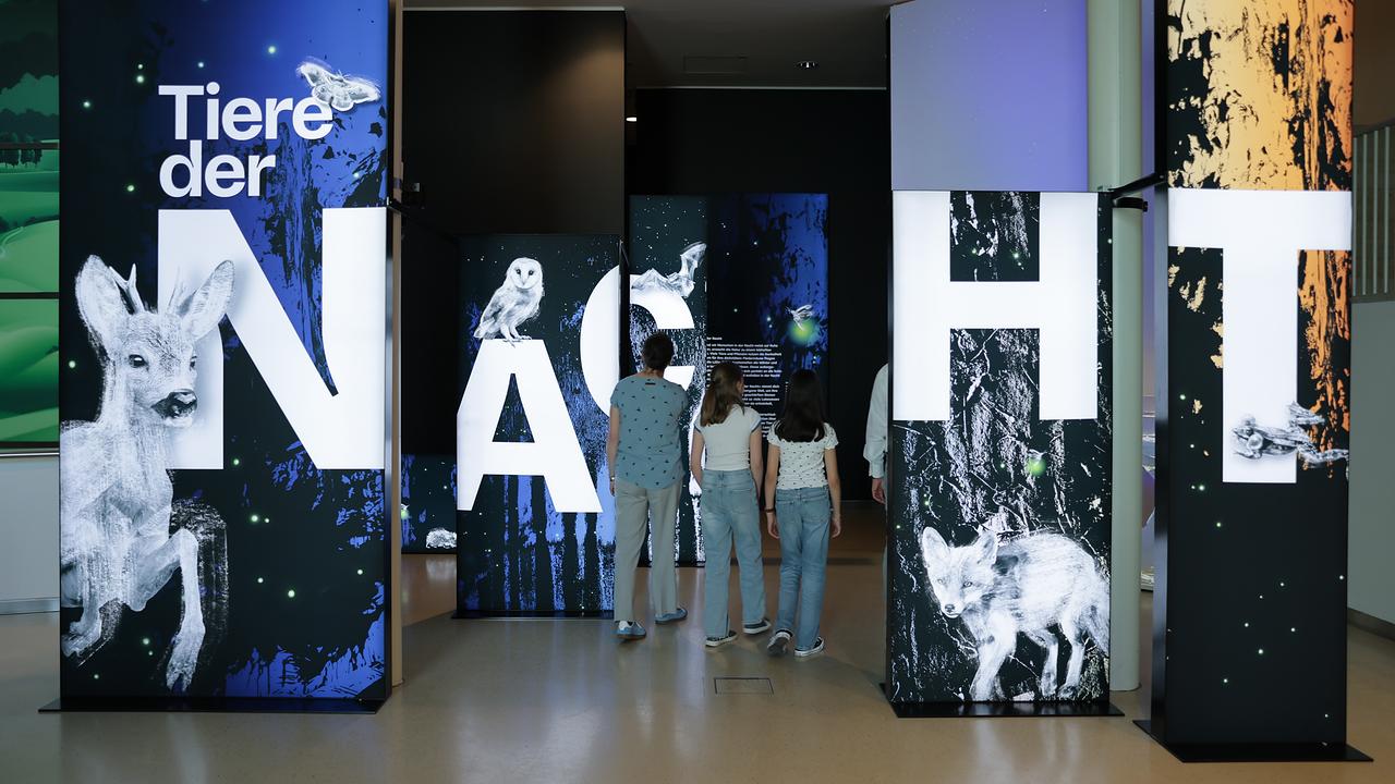 Im Bild: Besucher:innen gehen durch die Sonderausstellung "Tiere der Nacht". 