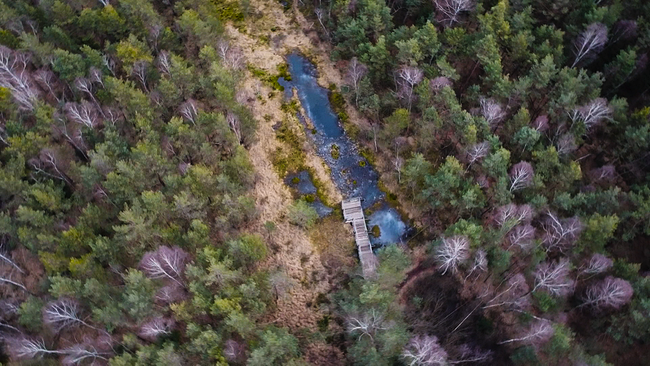 Luftaufnahme von Moor, mit Wald und Wasser