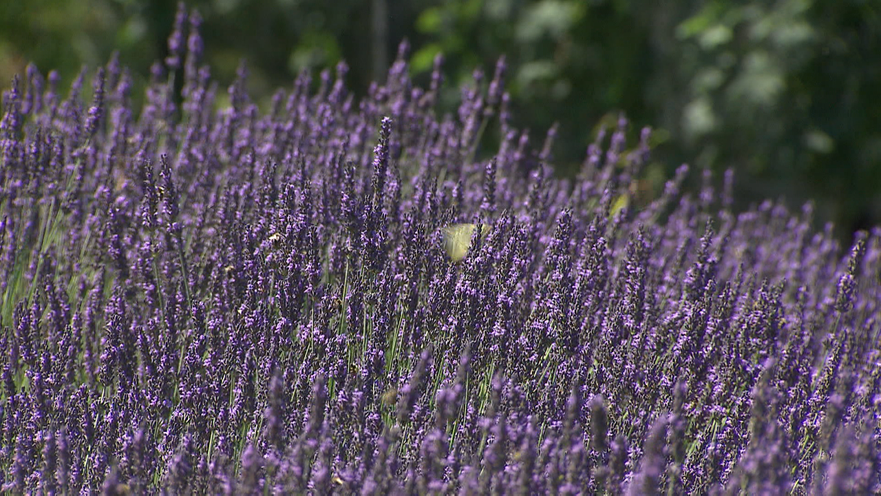 blühender Lavendel