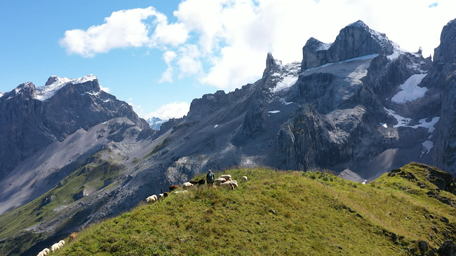 Bergpanorama mit Schafen und Schaufbauer