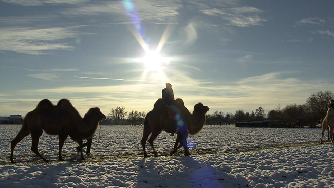 Eine Person reitet in einer Winterlandschaft auf dem Rücken eines Kamels in den Sonnenuntergang. Ein zweites Kamel folgt ihm. 