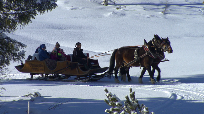 Zwei Norikerpferde ziehen einen Schlitten mit mehreren Personen durch die verschneite Winterlandschaft