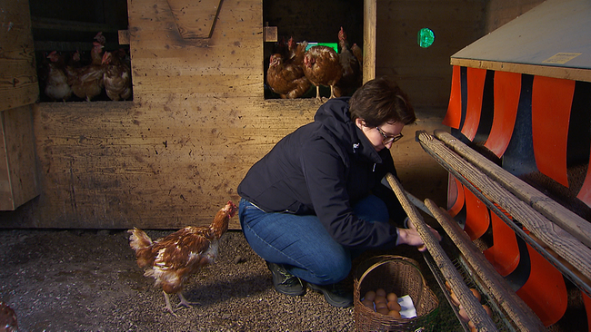 Bäuerin kniet im Hühnerstall und sammelt Hühnereier aus der Auffangrinne