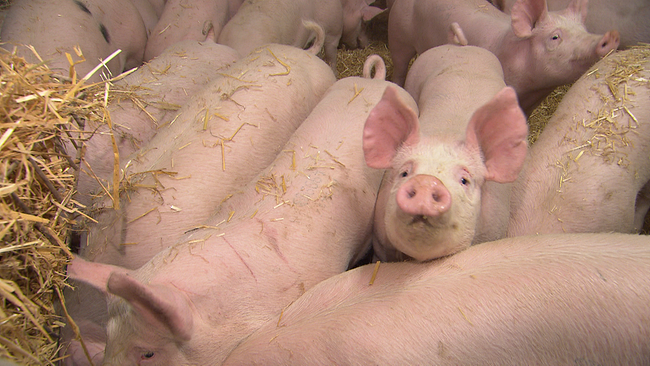 Schwein sieht direkt in die Kamera über den Rücken anderer Schweine im Stall, die gerade fressen. Schweine haben Stroh auf dem Rücken von der Einstreu