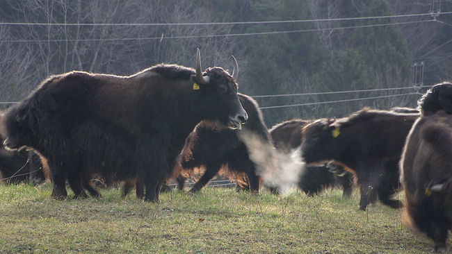 Eine Herde Yaks auf der Weide. Bei einem Yak dampft Nebel aus der Nase, weil es so kalt ist. 