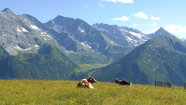 Grüne Wiese auf der eine Kuh liegt, im Hintergrund eine schneebedeckte Berglandschaft