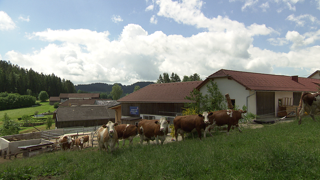 Ein dutzend Kühe vor einem Bauernhof laufen einen Weg zur Weide entlang