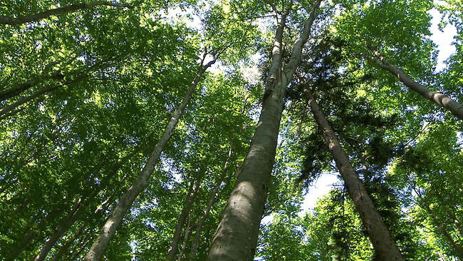 Bäume in einem Mischwald. Blick von unten in die Kronen mehrerer Bäume