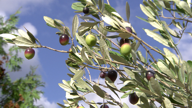 Oliven auf Baum