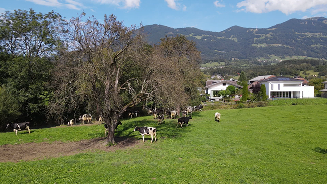 Almidylle auf der mehrere Kühe grasen. Im Hintergrund sind Berge zu sehen