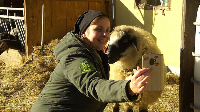 Eine Person neben einem Schaf, die ein Foto mit dem Mobiltelefon, ein Selfie, macht. 
