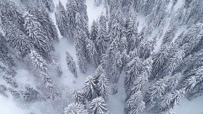 verschneiter Wald von oben