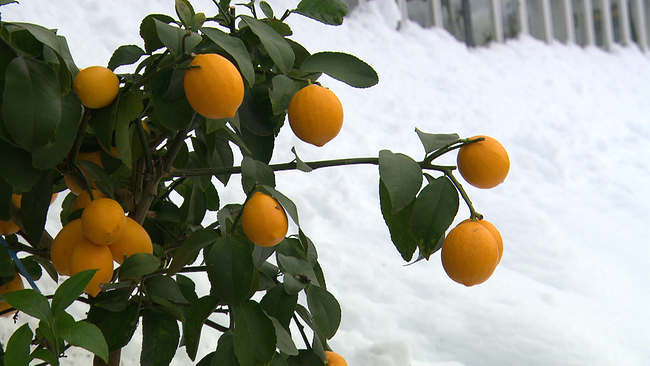 Zitronen auf Baum im Schnee