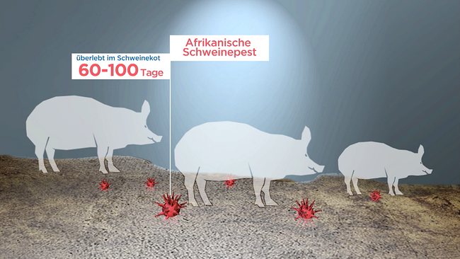 Grafik zur Afrikanischen Schweinepest